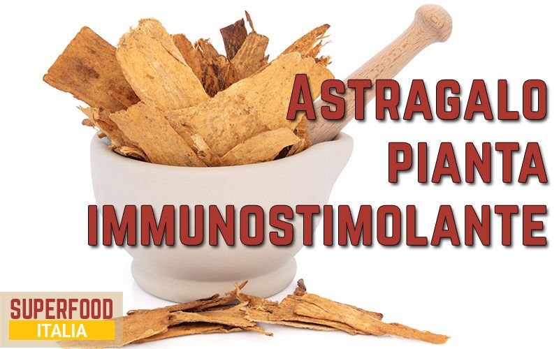 astragalo