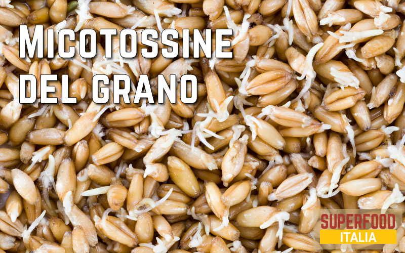 micotossine-del-grano
