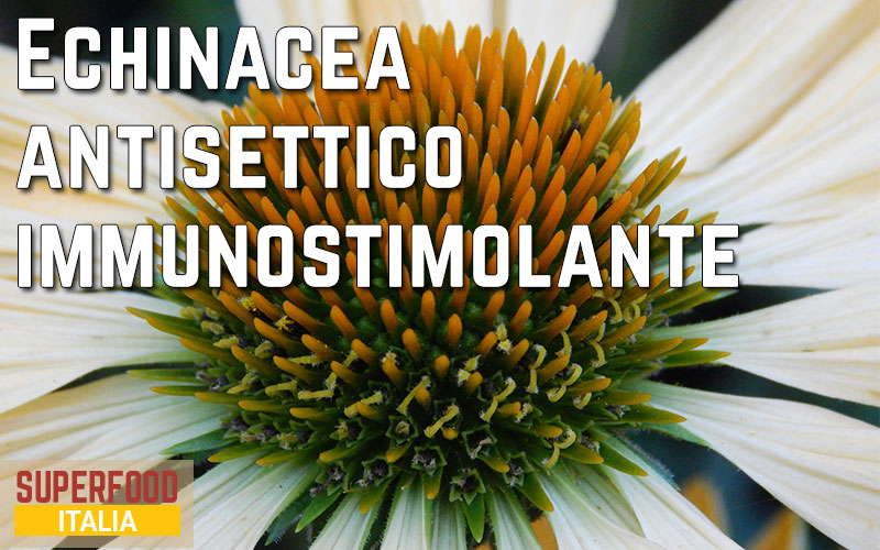 echinacea
